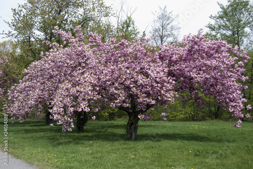 cherry blossom tree in full bloom