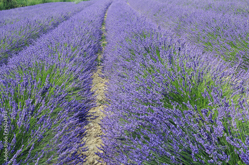 Lavande en Provence