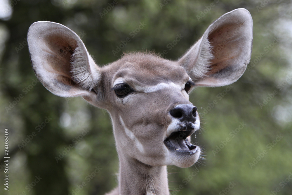 Obraz premium Großer Kudu (Kuh)