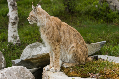 Photography Lynx