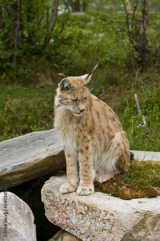 Fototapeta premium Lynx