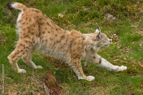 Lynx