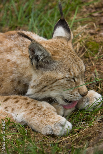 Lynx © mascotter