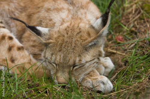 Lynx