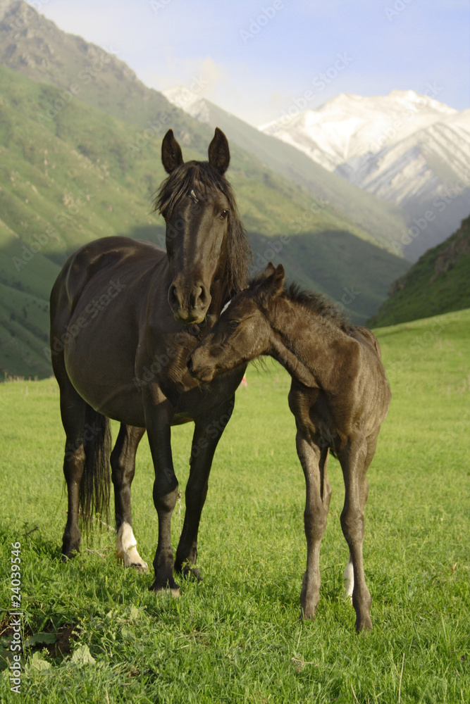 Obraz premium colt and mare
