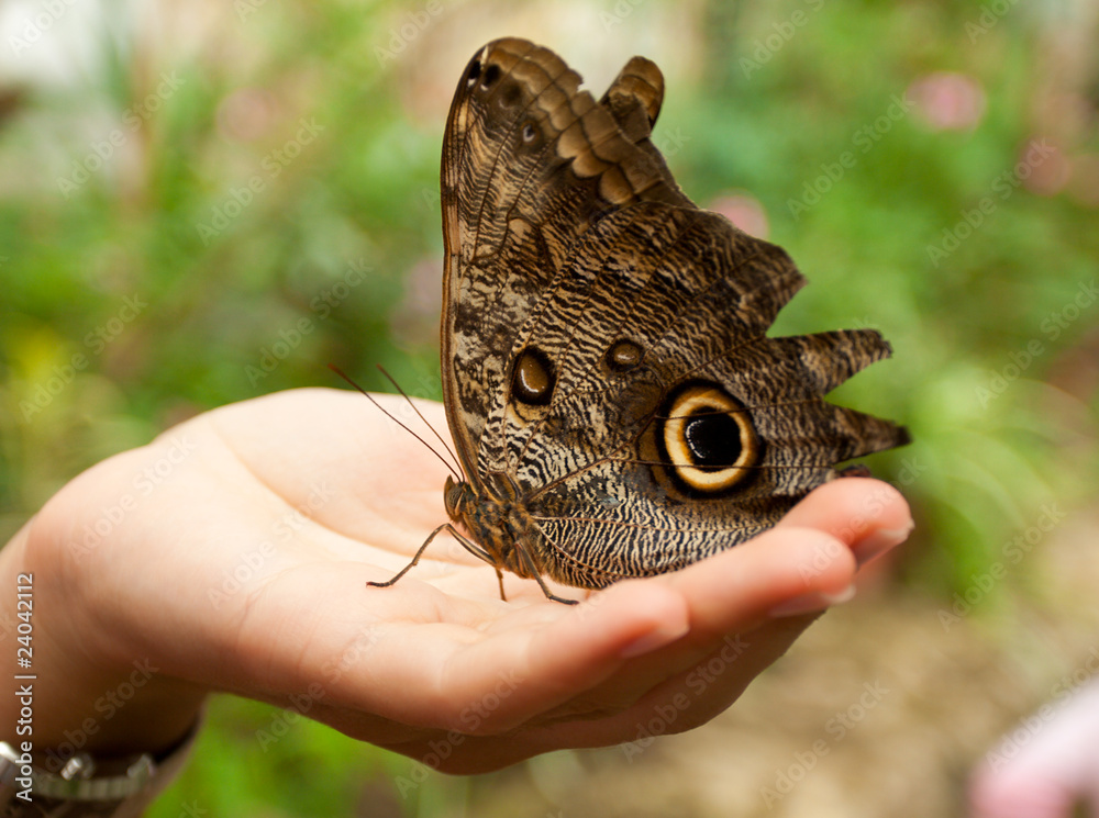Fototapeta premium caligo memnon on woman hand