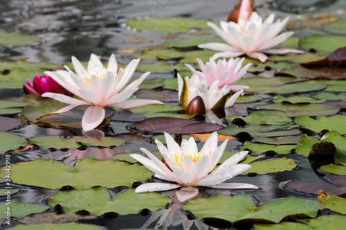 Lotus Blumen. Zarte Sch  nheit