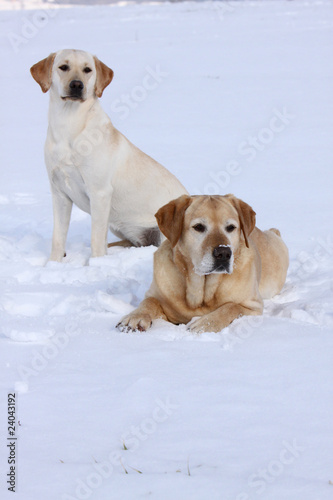 Zwei Labrador Retriever © Martina Berg