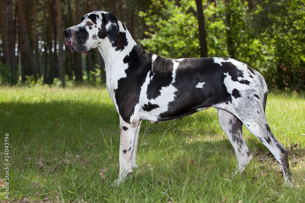 great dane on the grass