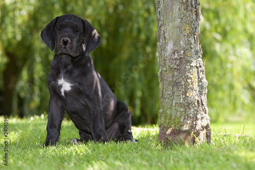 Foto chiot dogue allemand assis de face