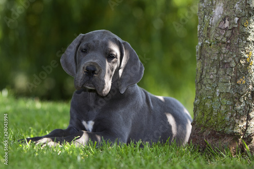 Fototapeta Naklejka Na Ścianę i Meble -  fragile chiot dogue allemand près de l'arbre