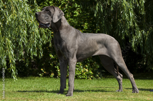 Fototapeta Naklejka Na Ścianę i Meble -  dogue allemand en position standard - apollon des chiens