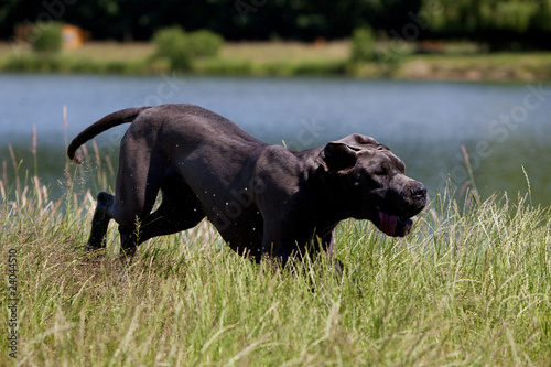 course du dogue allemand dans les herbes de l   tang