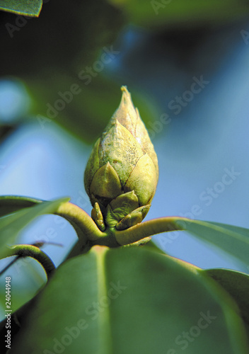Rhododendronknospe