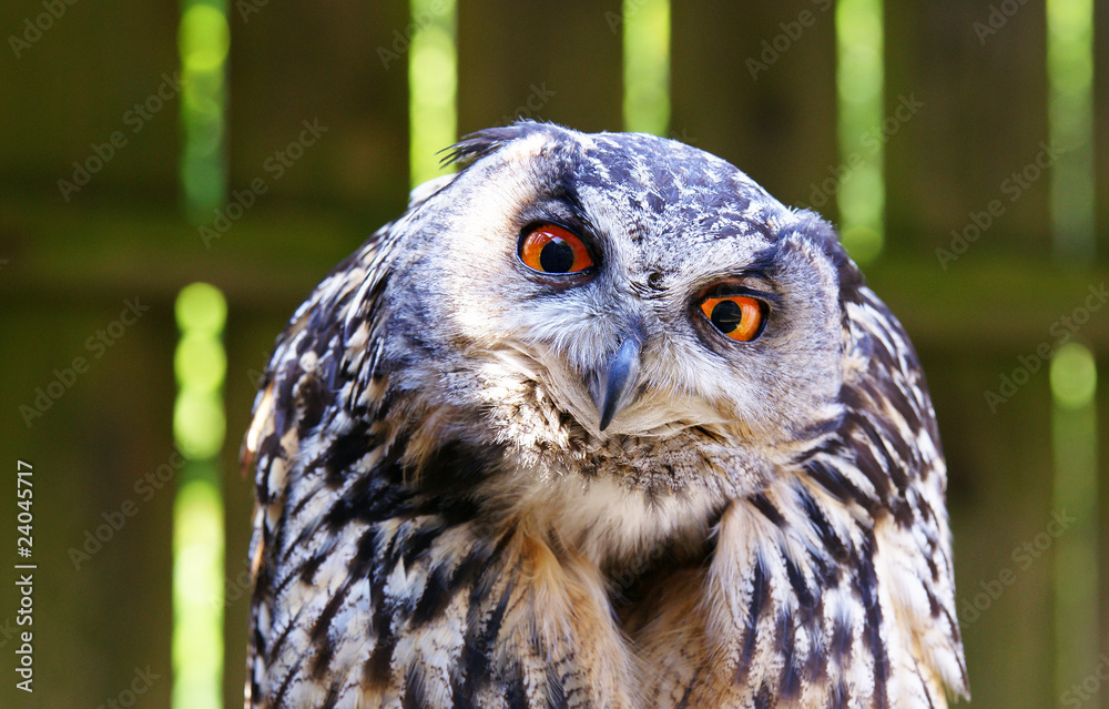 Eule oder Uhu mit scharfem Blick als Greifvogel Stock Photo Adobe Stock