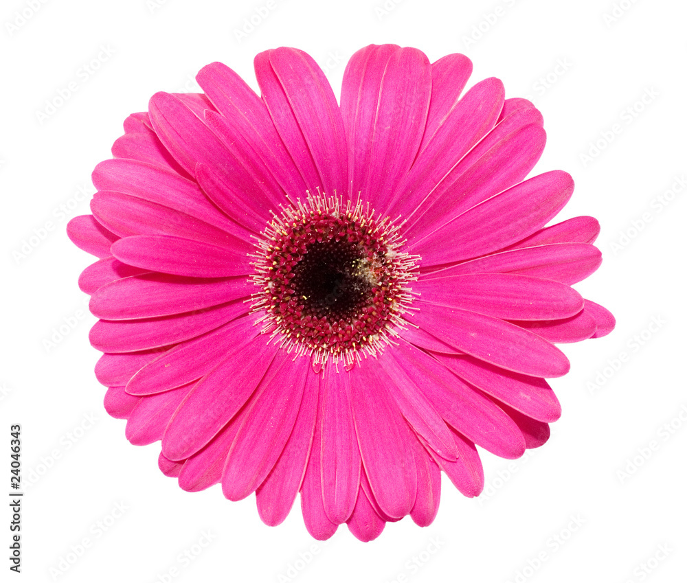 Gerbera flower isolated on white background