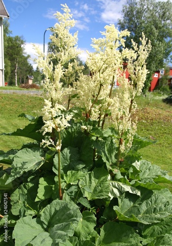 Rhubarb plant