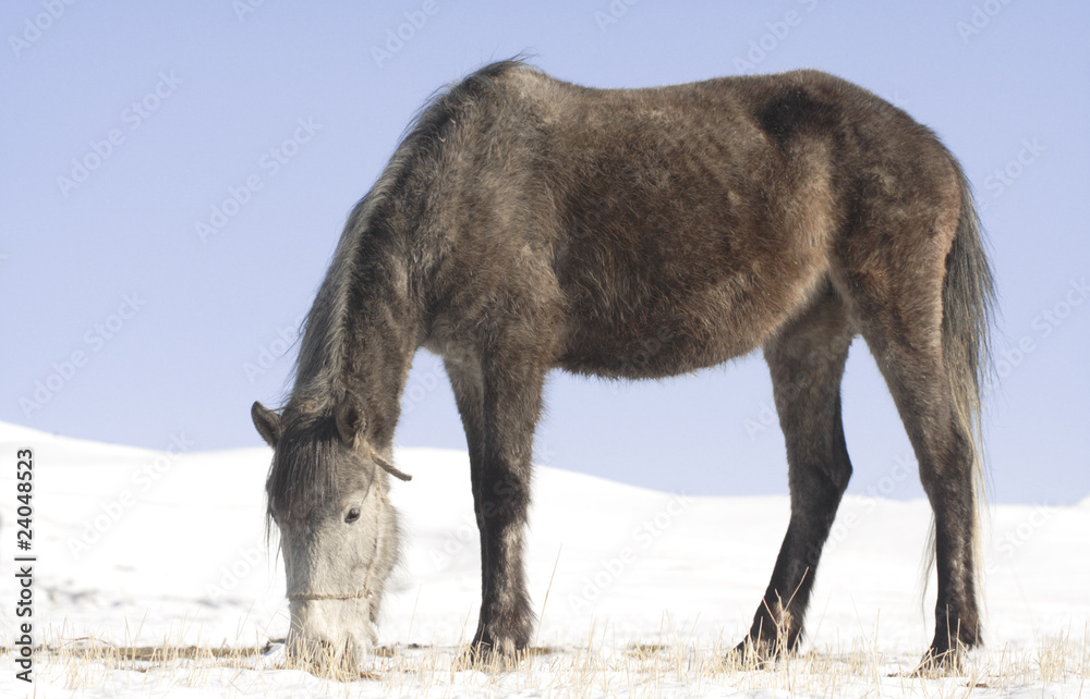 Fototapeta premium horse