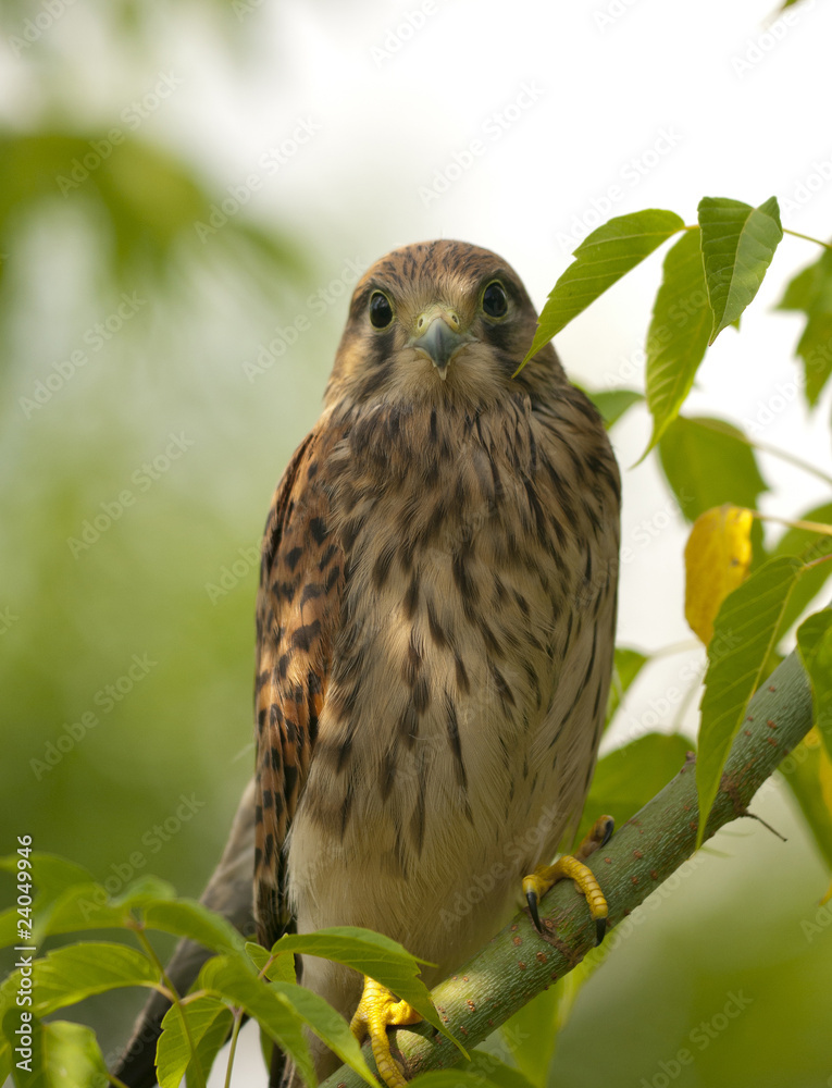 falcon falcon