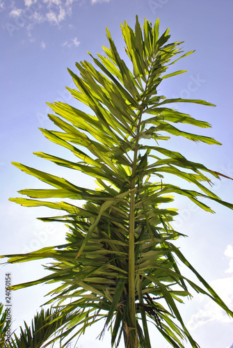 tropical palm photo