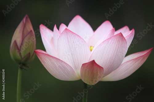 lotus