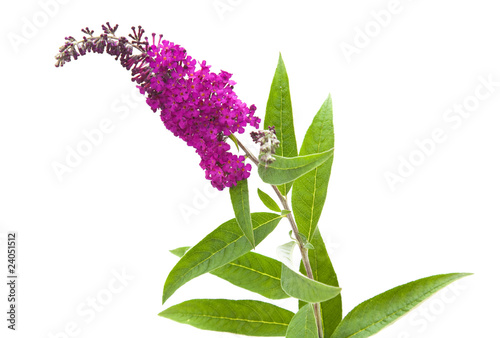 Buddleja davidii (Butterfly Bush), isolated photo