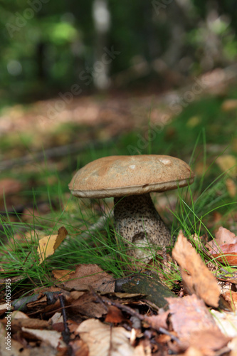 Red-capped scaber stalk - edible bolete, Leccinum aurantiacum