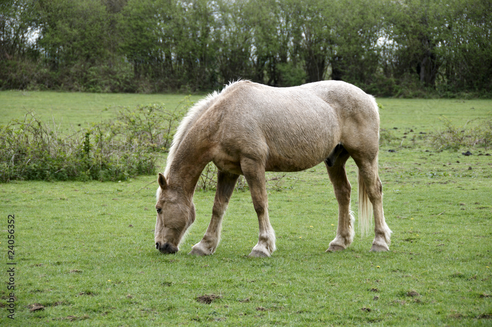 Horse Horse