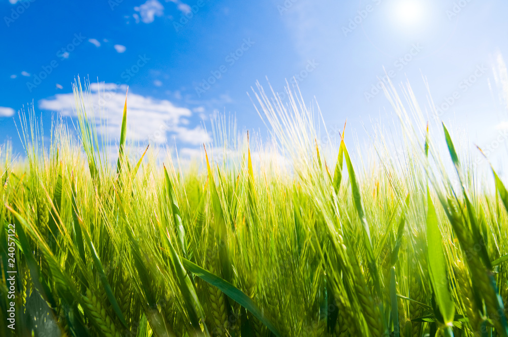 Wheat field. Agriculture