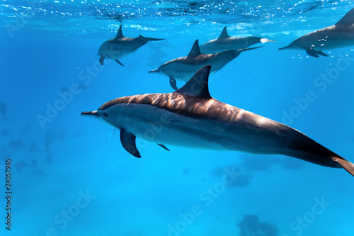 Dolphins in the red sea