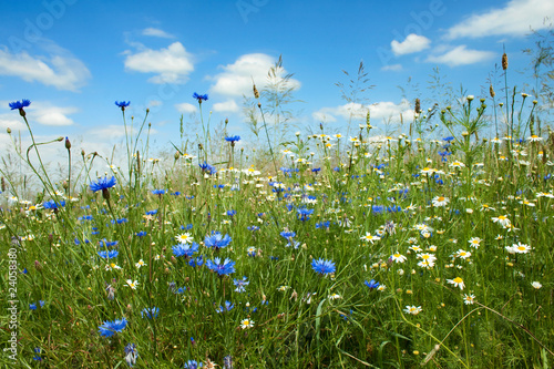 Fototapeta Naklejka Na Ścianę i Meble -  Summer flowers field