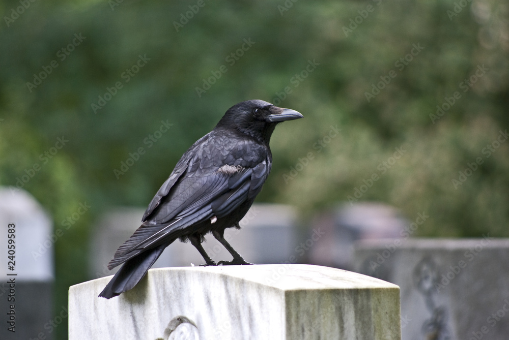 Obraz premium Rabenkrähe
