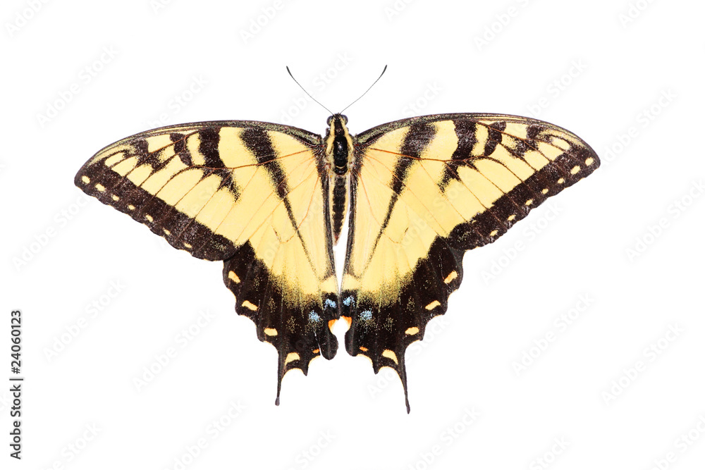 Isolated Tiger Swallowtail Butterfly Isolated Tiger Swallowtail Butterfly
