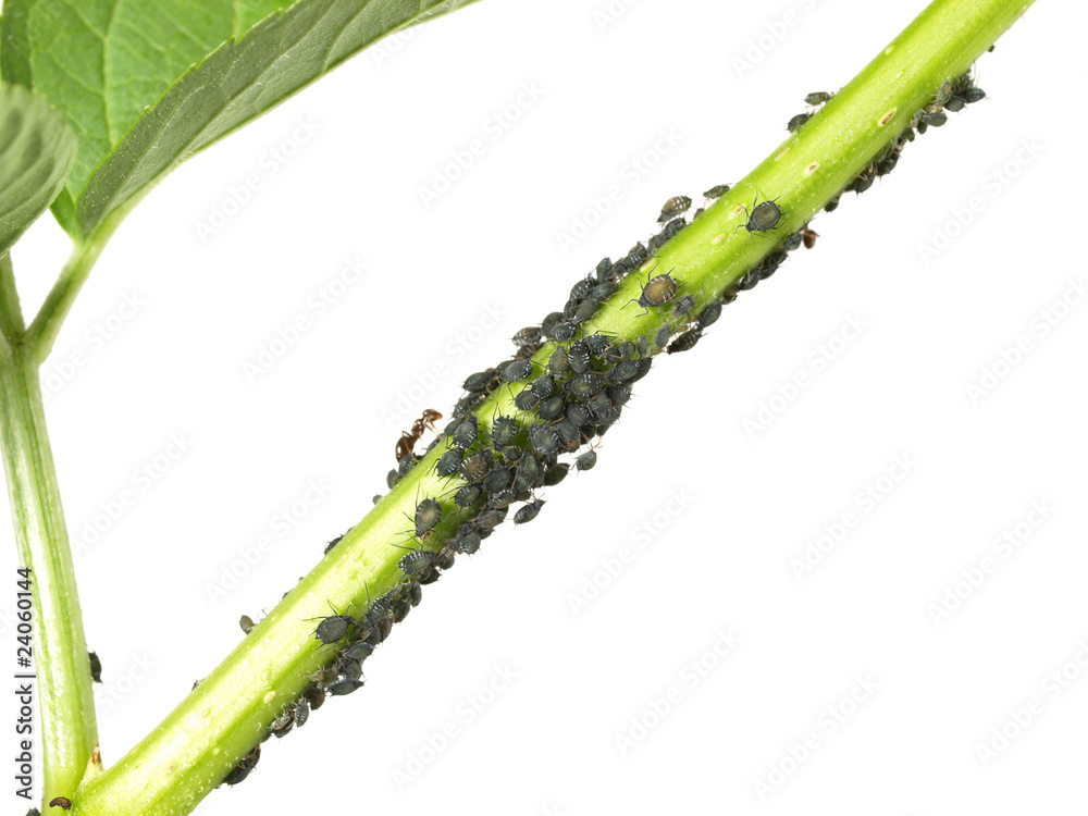 Naklejka premium Schwarze Blattläuse und Ameisen - Freigestellt