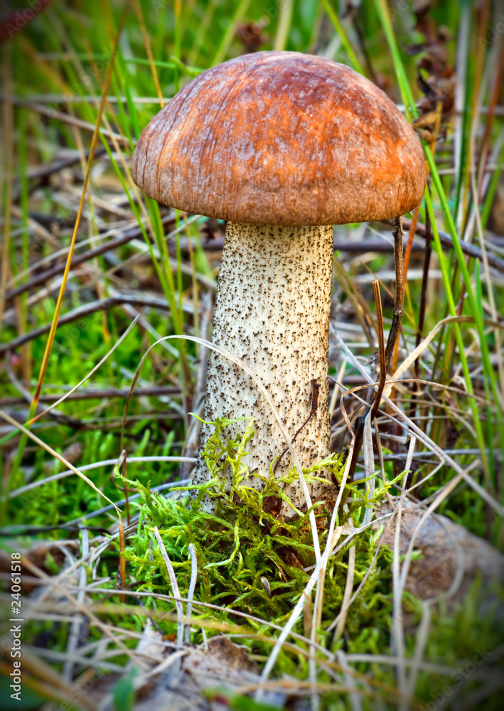 Birch bolete (Leccinum scabrum) Birch bolete (Leccinum scabrum)
