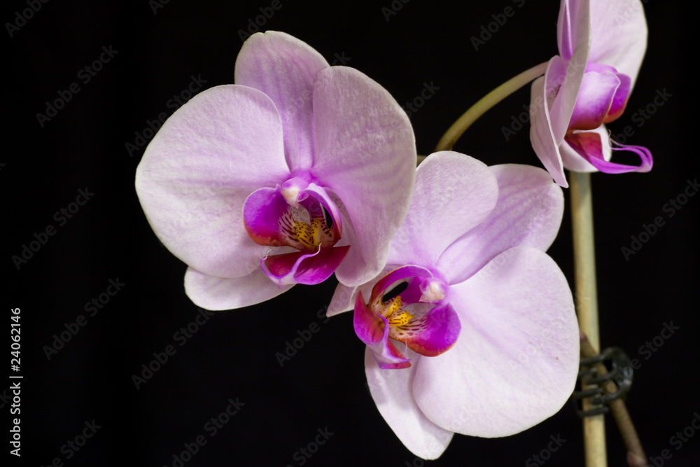 Purple orchid flowers