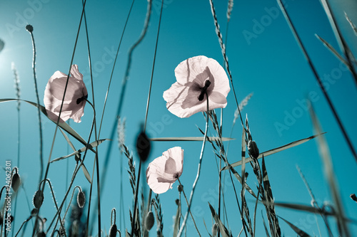 Fototapeta Naklejka Na Ścianę i Meble -  Mohnblumen Papaver rhoeas