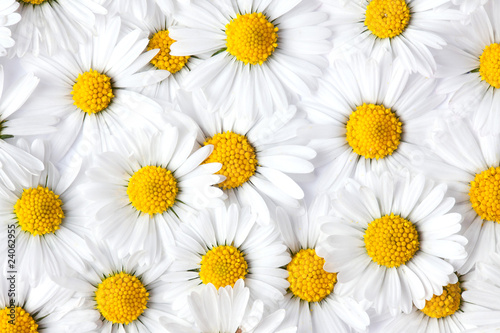 daisy background