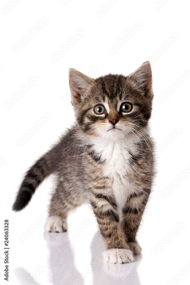 Obraz premium mały kociak