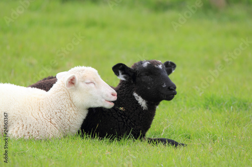 black and white lamb