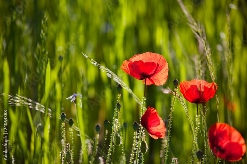 Fototapeta Naklejka Na Ścianę i Meble -  Mohnblumen Papaver rhoeas