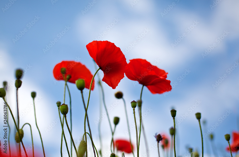 Obraz premium Mohnblumen Papaver rhoeas