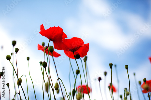 Fototapeta Naklejka Na Ścianę i Meble -  Mohnblumen Papaver rhoeas