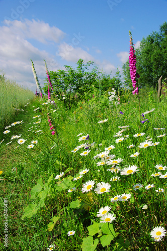 Obraz na płótnie Blumenwiese - flower meadow 08