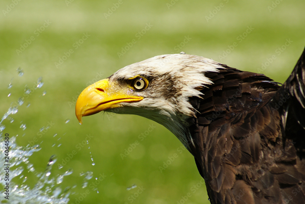 Fototapeta premium bald egle with water splash