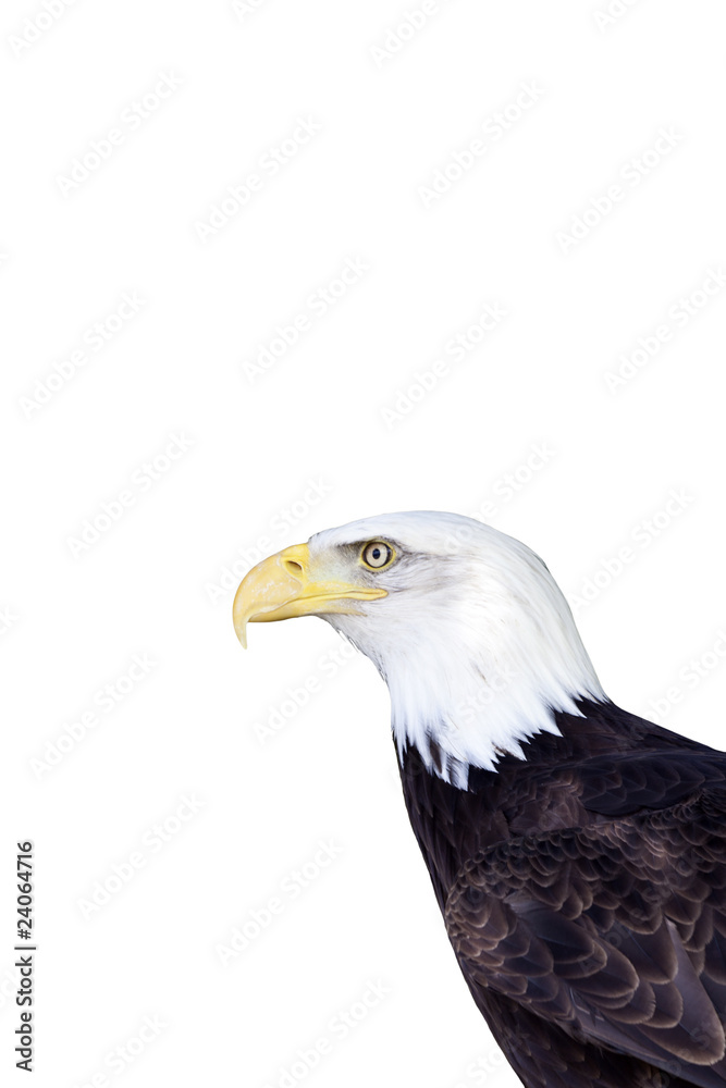 Fototapeta premium Weisskopfseeadler freigestellt