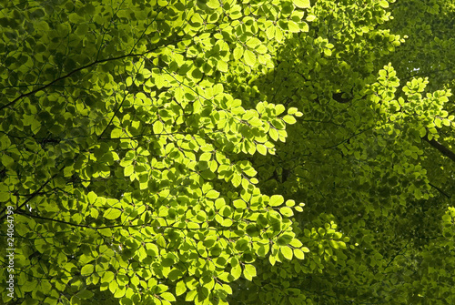 Green trees  leaves in forest