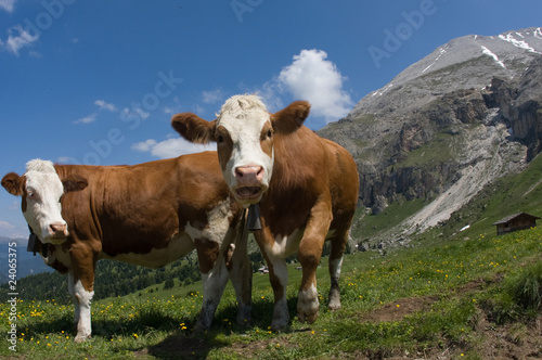 Mucche al pascolo sulle Dolomiti