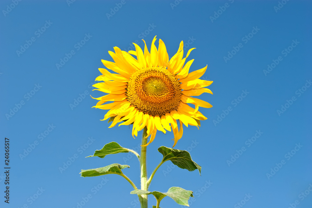 Beautiful sunflowers in summer season Beautiful sunflowers in summer season