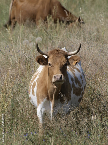 Fototapeta Naklejka Na Ścianę i Meble -  Vacas en Fuentesauco (Zamora)